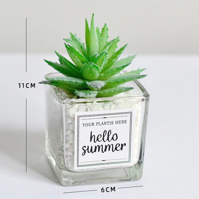 Glass Plant 12 in 1 - Random Selection