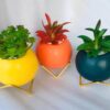 Ball Plant