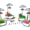 Umbrella Plant