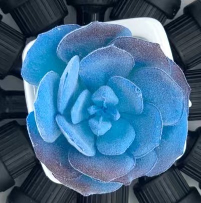 Ceramic Plant 12 in 1 - Random Selection