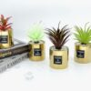 Golden Cup Plant